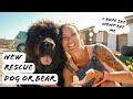 GIANT DOG, NEW CHANCES &amp; NATURAL CLEANING PRODUCTS |Tenerife Horse Rescue