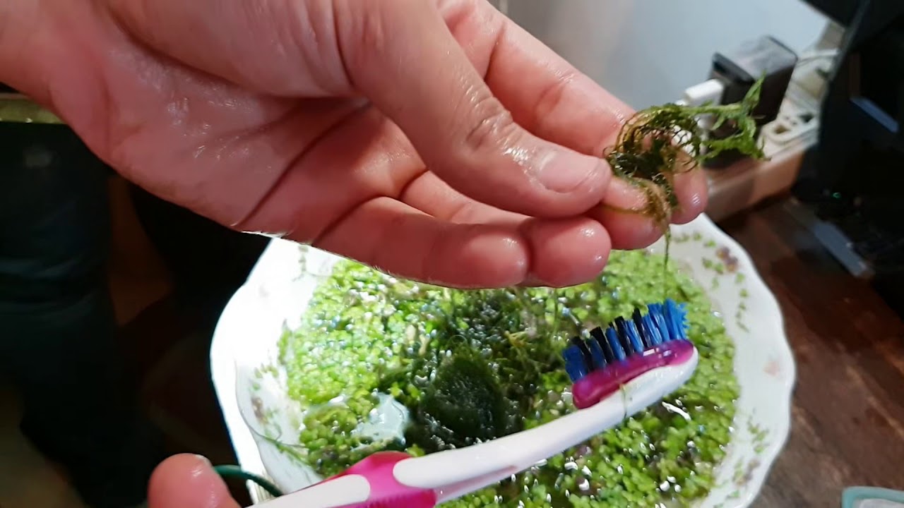 طريقه صيانه وتنظيف احواض اسماك الزينة مع الشرح