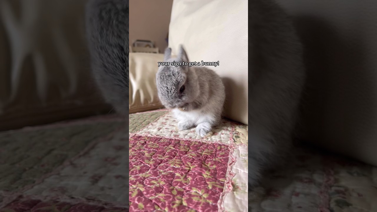 adopt this cute netherland dwarf as my first bunny!! 