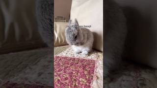 adopt this cute netherland dwarf as my first bunny!! #netherlanddwarf #bunny #rabbit