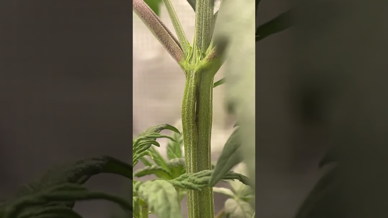 Super Cropping | Plant Training | The ol Double Snap 