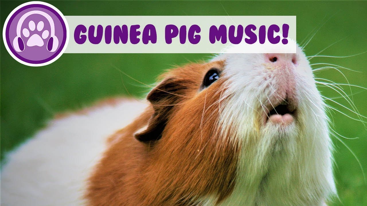 Music For Guinea Pigs Music For Guinea Pigs! Relaxing Tunes to Soothe Your little pet! - YouTube