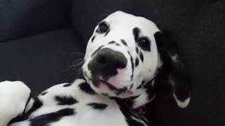 Dalmatian Puppy Grows Up || 1 Second Everyday (1SE) Project