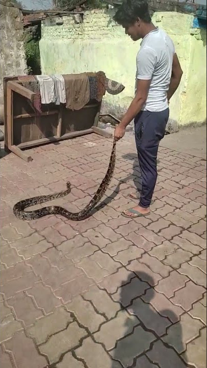 Snack video 🐍🐍 #shorts #snackvideo #viralsnackvideo #viralshort