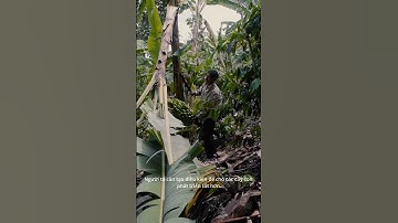 (#73)Vì sao cây chuối lại bị chặt bỏ ngay sau khi thu hoạch? #shorts #kienthuc #giaoduc #khoahoc