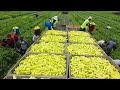 How Millions of Tons of Yellow Squash are Cultivated and Harvested - Yellow Squash Packing Line