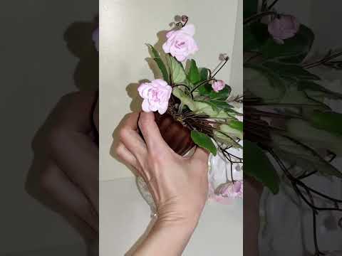 Фиалки трейлеры. Литуаника