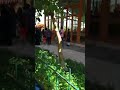 Amazing Train Journey at Lalpur Natore | Green Valley Park | #shorts #shortvideo #viral #viralvideo