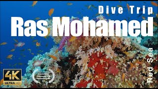 Dive trip Red Sea Shark \u0026 YolandaTiran Strait - 4k - Showreel