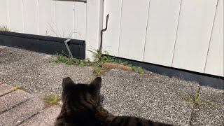Sweet stray cat 'Muchy' protects human from snake @mrmilosadventures by Mr. Milo's Adventures 301 views 2 months ago 1 minute, 2 seconds