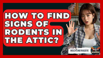 How To Find Signs Of Rodents In The Attic? - Insects and Invaders