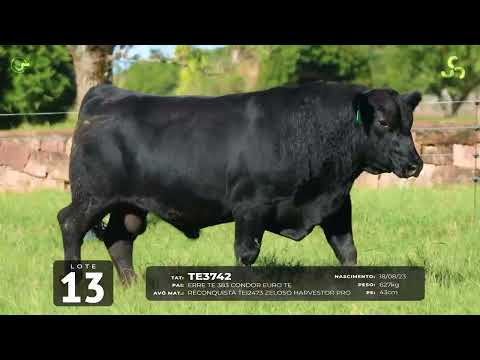 LOTE 13   TAT TE3742 M Angus