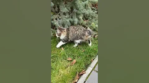 Video 7859931: bobtail kitty, bobtail cat, kitty love