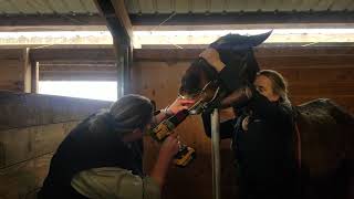 Floating a Horse's Teeth