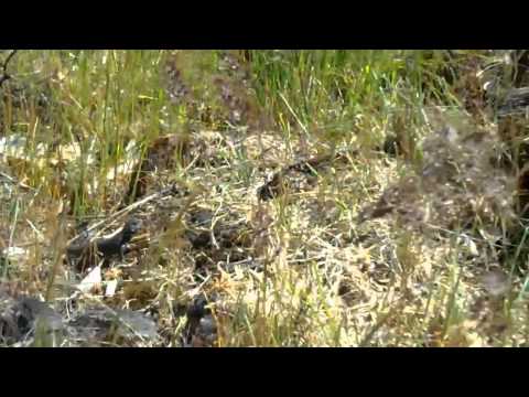 Fence Lizard Pushups!~Gene