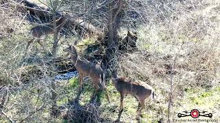 Drone Tracks Deer In Tall Brush Feb 2024 Drone Footage