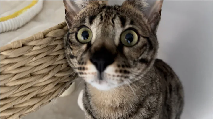 Video 7933971: f2 savannah cat, kitty