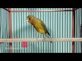Pancingan Kenari Macet Bunyi Atau Susah Bunyi Biar Gacor Kembali Mp3 - Mp4 Download