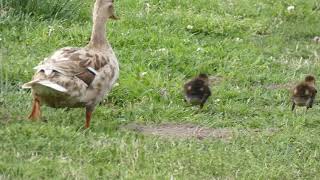 P1050511 Mallard Ducklings