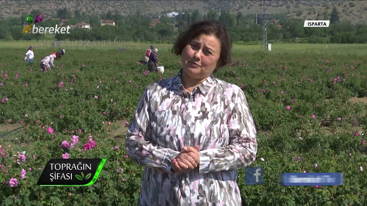 Toprağın Şifası - Yağlık Gül Üretimi
