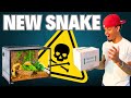 Setting Up My New MOST Dangerous Snake Yet! 🤩🐍