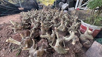 Tổng đại lý sanh 27/11/25