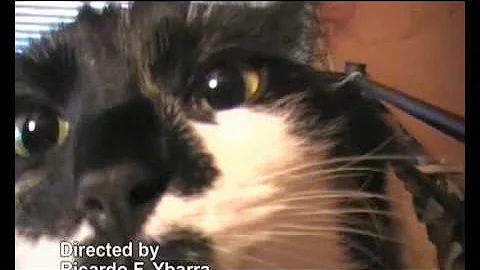 Homer & Peanut music video