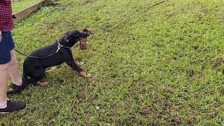 ARC Beaucerons - first bite work session - Neo