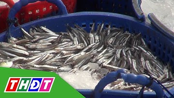 Ngư dân các địa phương ven biển Lâm Đồng trúng đậm cá cơm | THDT