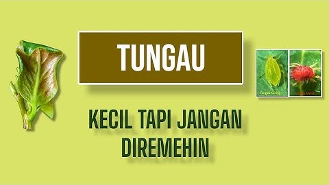 HAMA TUNGAU PADA CABAI