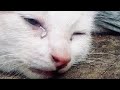 A beautiful cat cries under a car a lady tried convincing it to come out for two days