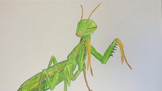 Praying Mantis Drawing Timelapse