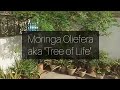 Moringa Oleifera  - The Tree of Life / Miracle Tree