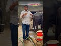 Sumo Power Calcium हर जगह चलेगा क्योकि इससे पूरा दूध बढ़ेगा  संपर्क करे  #buffalo #animallover
