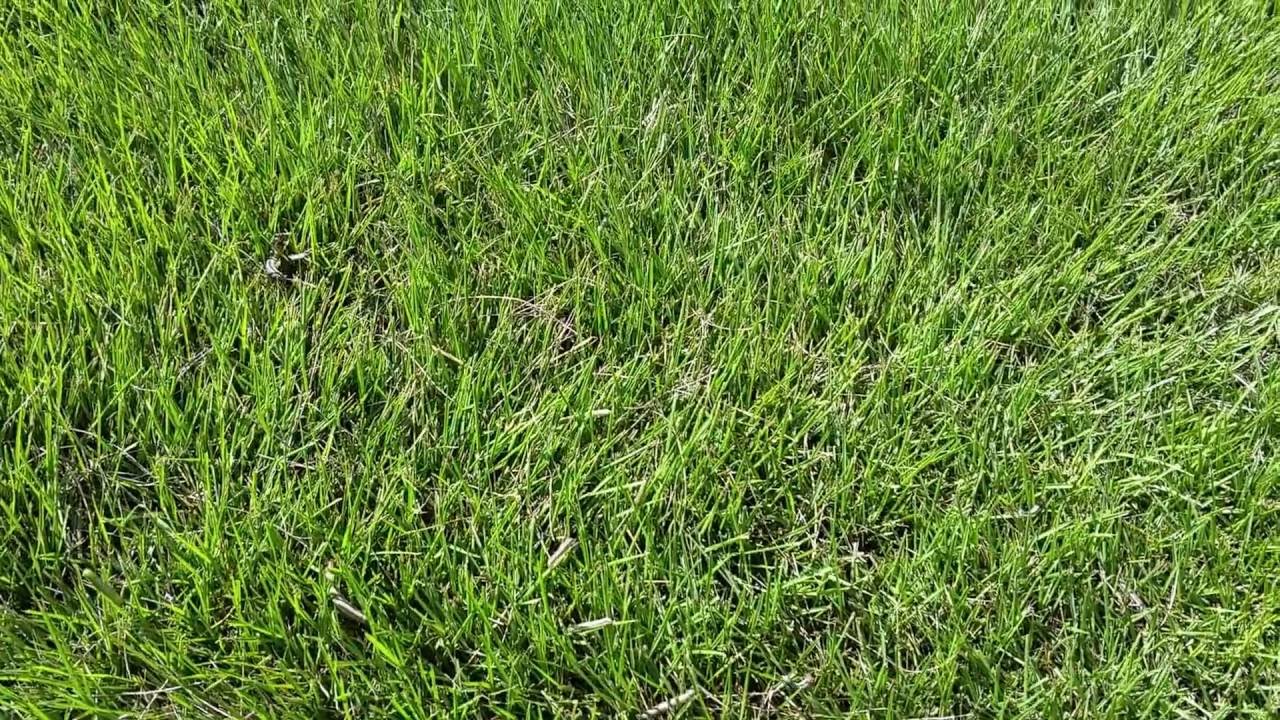 download army worms lawn download army worms lawn