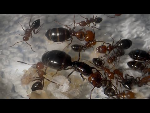 Ameisentour, viele wunderschöne Ameisen! | Ameisenrundtour 12