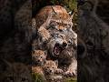 Mother Lynx Fights Off Wolf to Protect Her Cubs – Incredible Wildlife Defense! 🐾