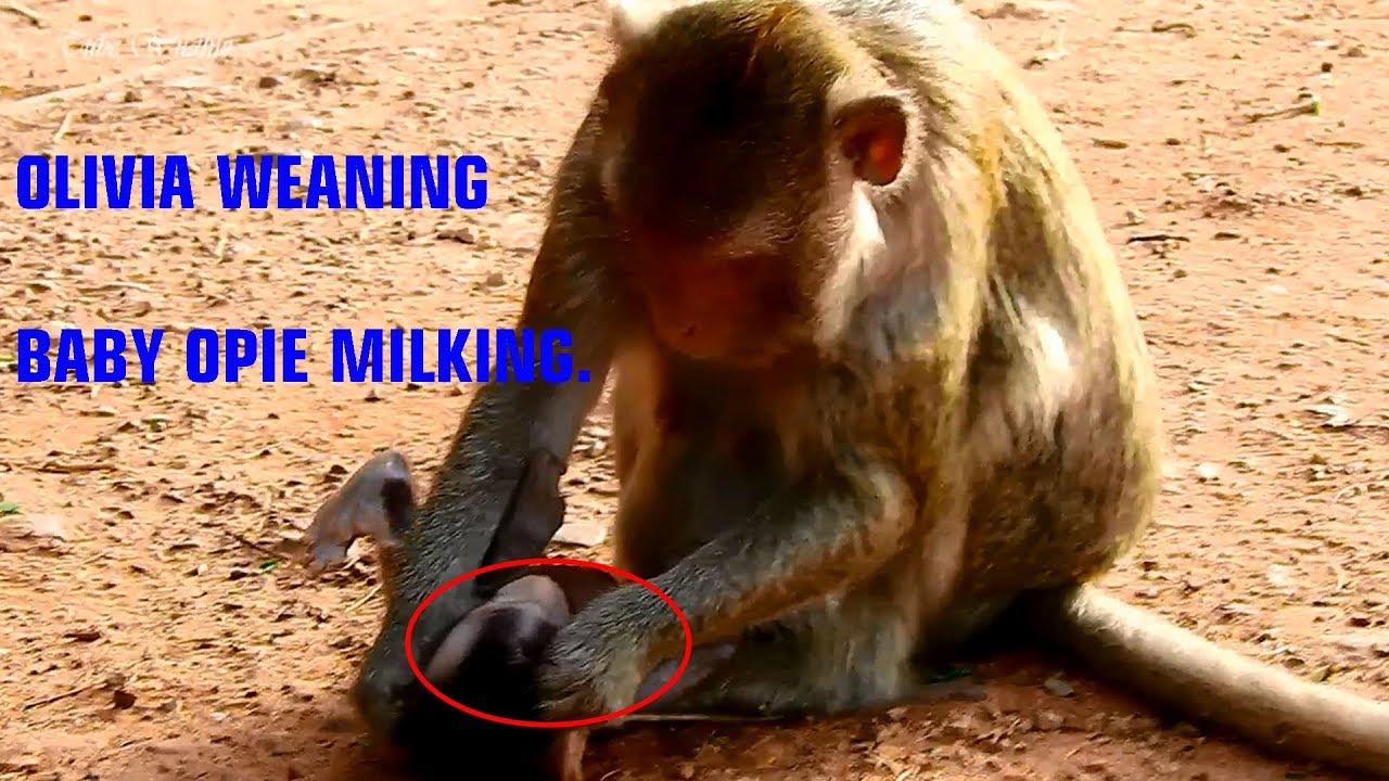 Really pity baby OPIE mummy unhappy weaning him milking/ Little lovely OPIE is alerted & playful.