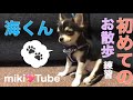 【⠀海くん散歩デビュー🐶💖⠀】果たしてお散歩デビューはどうだったかな🤔その途中に起きるほっこりとまさかのあの人からの贈り物が…さて😂何が起きるかな✨💖💖