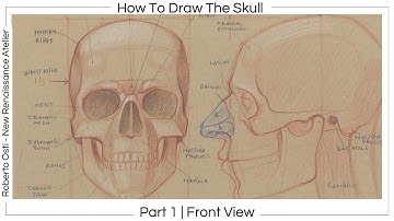 10 minutes of... How To Draw The Skull Part 1 | Front View