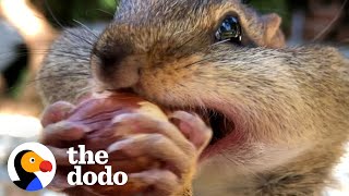 Guy's Best Friends With 14 Wild Chipmunks | The Dodo Wild Hearts screenshot 1