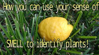 Use smell to identify plants! Walnut/Spice Bush/Ground Ivy/Garlic Mustard/Sweet Cicely/Ailanthus