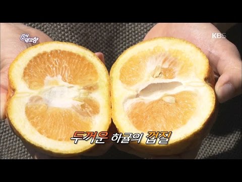 6시 내고향 - 여름을 시원하게! 하귤 - 제주특별자치도.20170502