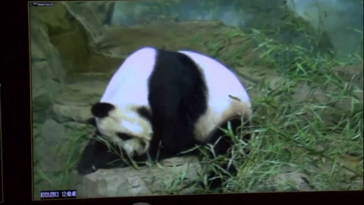 Giant panda Mei Xiang showing signs of pregnancy, Zoo says