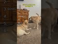 Ranking the MOST RIDICULOUS Dog Moments Ever 😂🐶