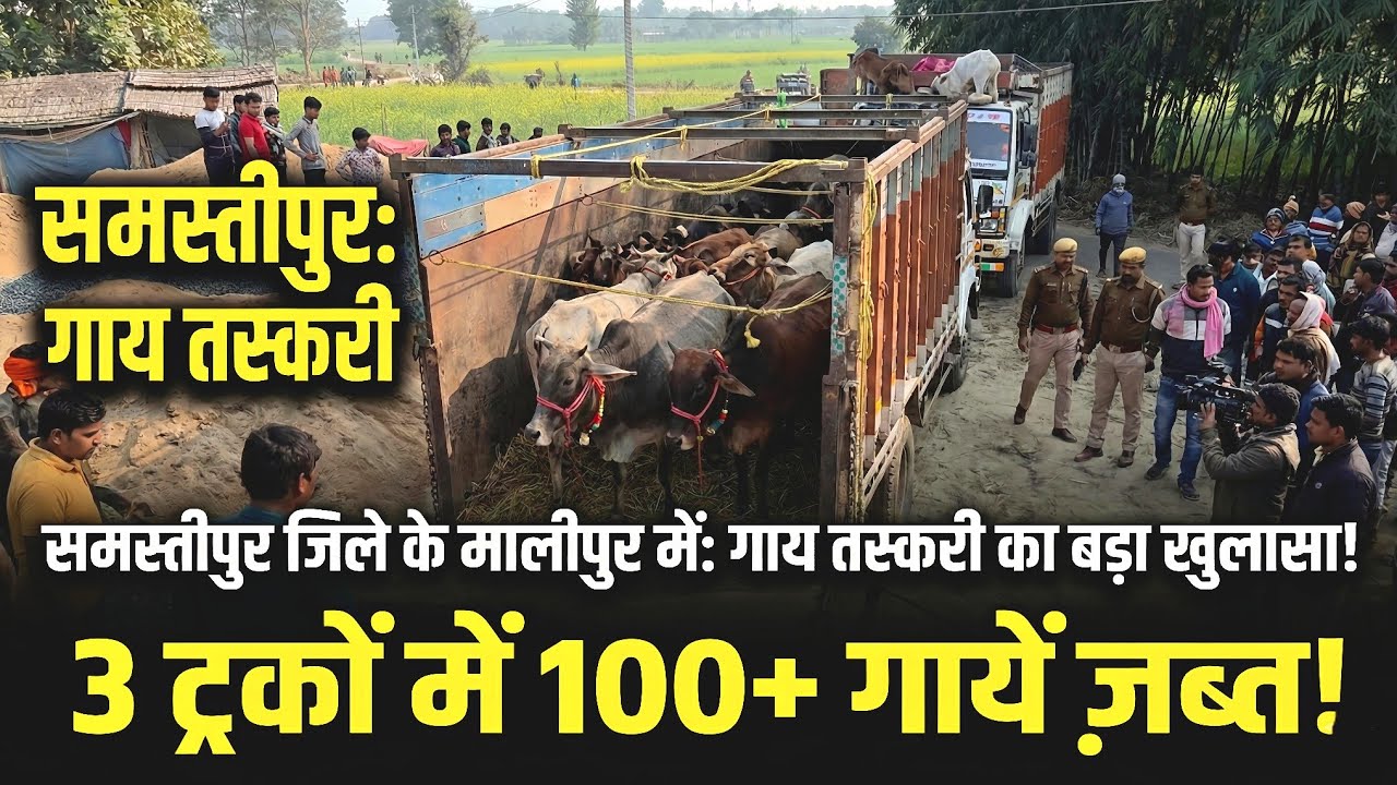 Samastipur Cow Smuggling: समस्तीपुर जिला में तीन ट्रको मै मासूम गायों की तस्करी!😱 #virals #smuggling