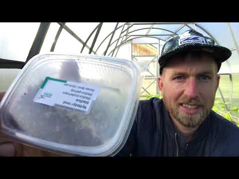 Video: Dyrkning Af Peberfrugter I Det Nordvestlige I Drivhuset Og I Vingerne