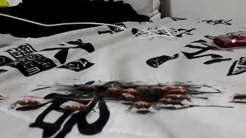 Spiders FxGuru Effects