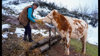 Delicious Cow Milk Cheese and Secret of Eternal Eggs in Glass Jars! Life of a Family of Hermits