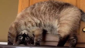 CATS: Totally Bonkers and Weirdly Unpredictable